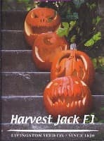 Harvest Jack Pumpkin
