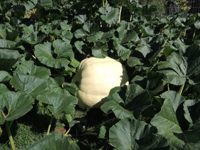 Giant Pumpkin 2016