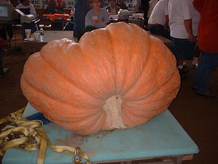 Giant Pumpkin Genetics