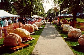Giant Pumpkins