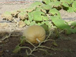 Pumpkins in Iraq 07