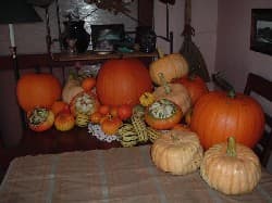 Pumpkins Davis 04