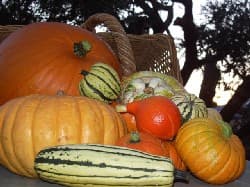 Pumpkins Davis 04