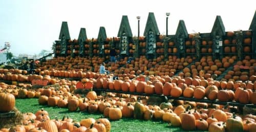 Pumpkin Festivals, Giant Pumpkin Weigh Off