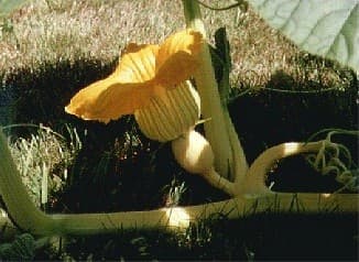 Pumpkin Flower, Female