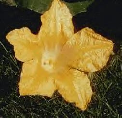 Pumpkin Male Flower