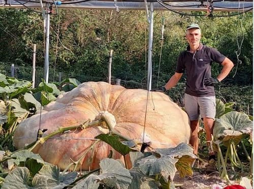 giant pumpkin2702 cutrupi