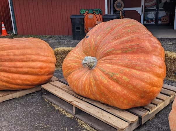 Giant Pumpkins 2023