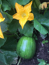 Pumpkin Flower, Fruit