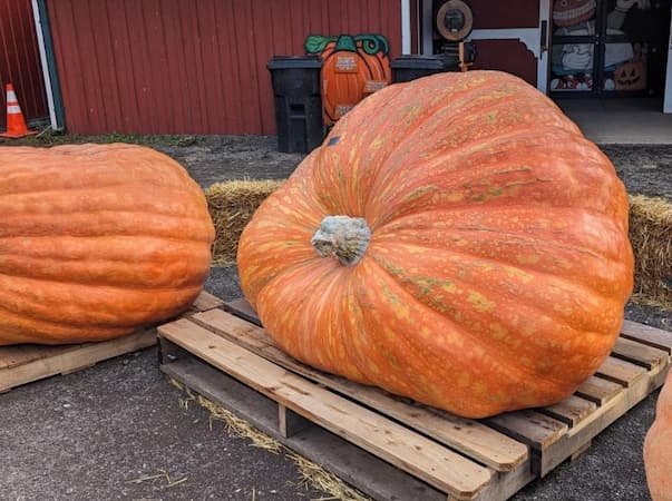 Thank You Form Pumpkin Nook. Giant Pumpkins. Pumpkin Nook Subscription Thank You.