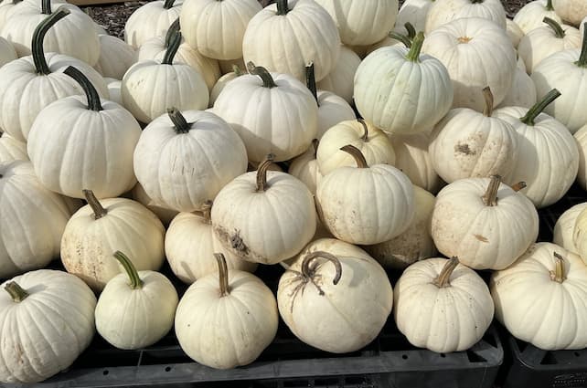 How to Grow White Pumpkins, pumpkin colors