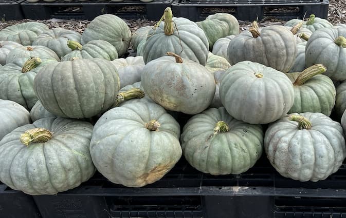 Blue Pumpkins 2025