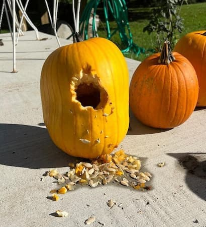 Pumpkin Eaten by Pests