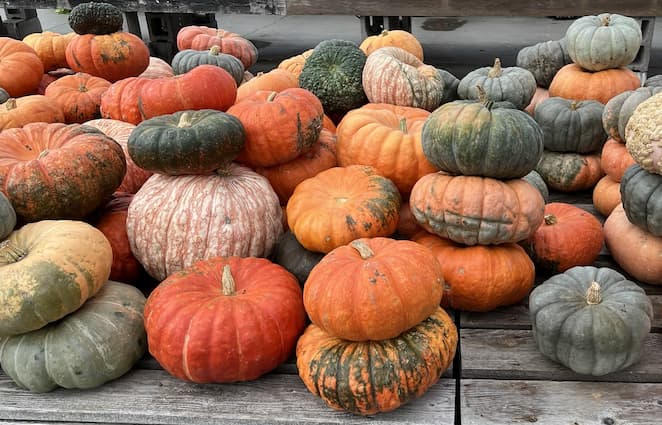 Pumpkin Gourds