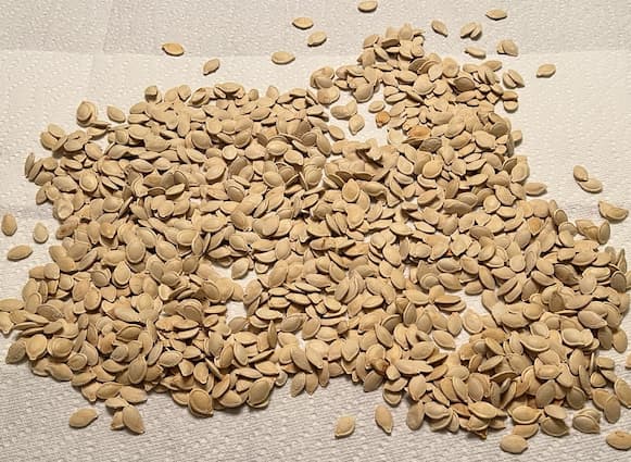 Pumpkin Seeds 2025