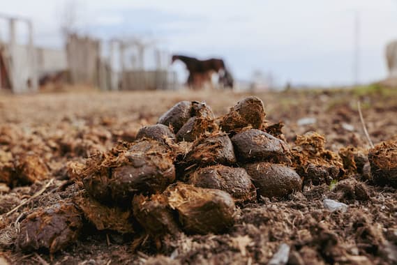 Garden Manure