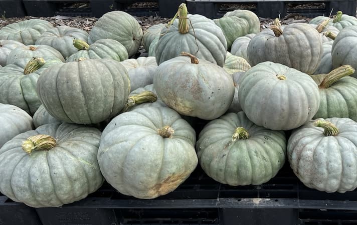 Blue Pumpkins. Pumpkin Ice Cream. Pumpkin Soufflé recipe, souffle