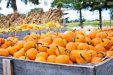Pumpkins in a crate. Pumpkin picking tips. How to pick the perfect pumpkin